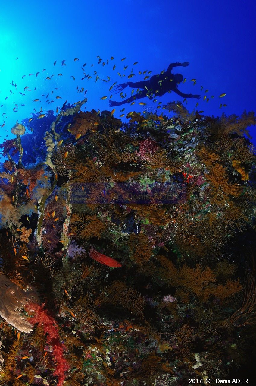 Bebryce sulphurea Gorgone rouge a polypes oranges Ambiance-jacques Safaga Panomara Reef Sud-33m-20171123-Denis-ADER-DSC_3515_tn.jpg